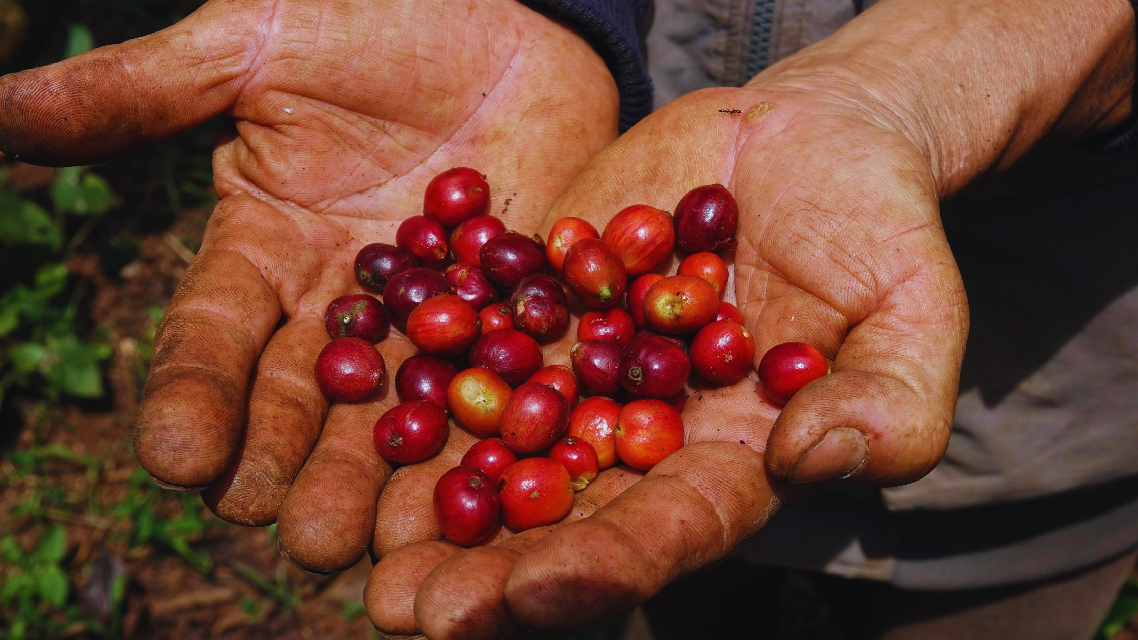 Farm to cup blogcikk Hernyák Gábor tollából